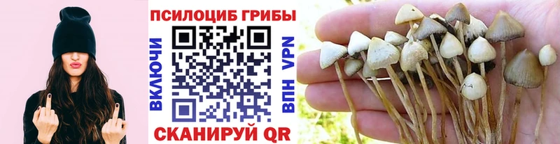 Псилоцибиновые грибы Cubensis это клад Ивантеевка
